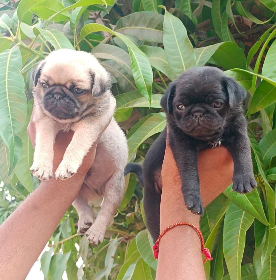 Buy Male Pug Puppy from Hyderabad